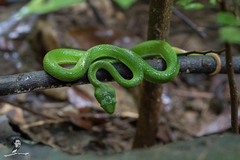 Trimeresurus macrops