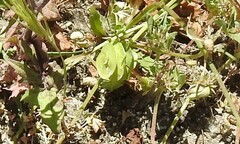 Medicago orbicularis