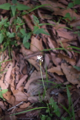 Nothoscordum bivalve