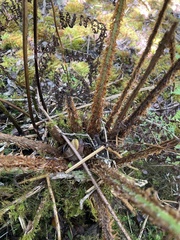 Dryopteris unidentata