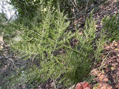 Asparagus setaceus