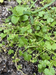 Hydrocotyle scutellifera
