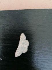 Scopula marginepunctata