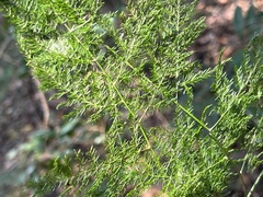 Asparagus setaceus