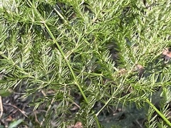 Asparagus setaceus