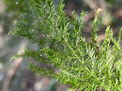 Asparagus setaceus