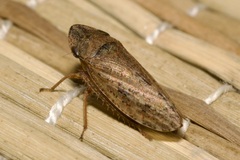 Aphrodes