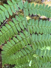 Dryopteris unidentata