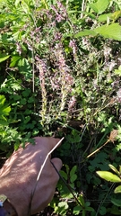 Odontites vulgaris