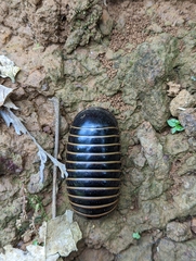 Arthrosphaera