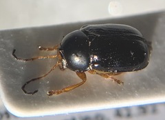 Cryptocephalus flavipes