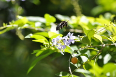 Xylocopa tranquebarorum