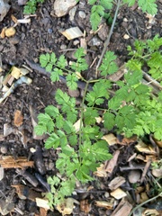 Anthriscus sylvestris