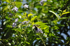 Xylocopa tranquebarorum
