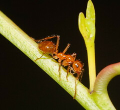 Notoncus spinisquamis