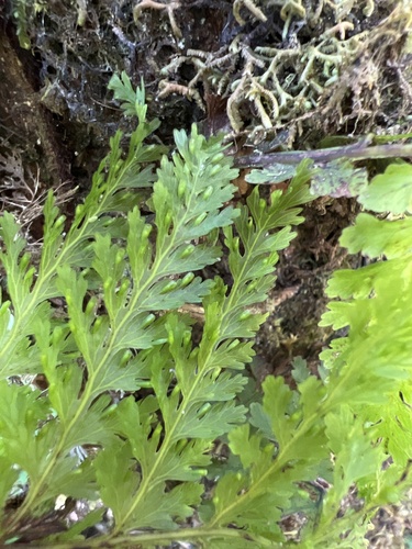 Vandenboschia tubiflora observed 2022-09-27