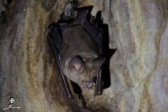 Hipposideros larvatus