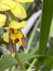 Diuris sulphurea