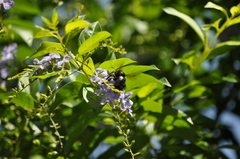Xylocopa tranquebarorum