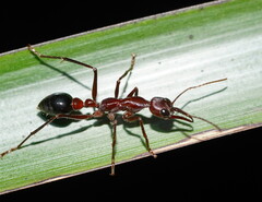 Myrmecia forficata