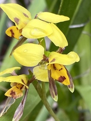 Diuris sulphurea