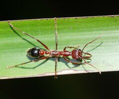 Myrmecia forficata