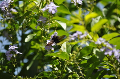 Xylocopa tranquebarorum