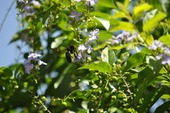 Xylocopa tranquebarorum