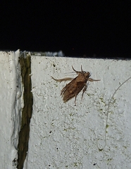 Atomotricha