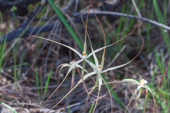 Caladenia dimidia