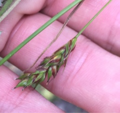 Carex depauperata