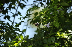 Xylocopa tranquebarorum