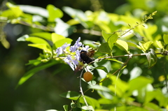 Xylocopa tranquebarorum