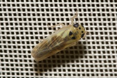 Macrosteles variatus