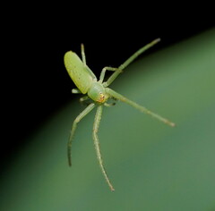 Cetratus rubropunctatus