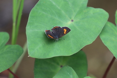 Heliophorus saphir