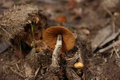 Deconica