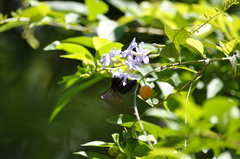 Xylocopa tranquebarorum