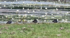 Threskiornis spinicollis