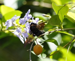 Xylocopa tranquebarorum