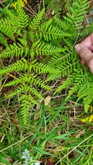 Pteris tremula