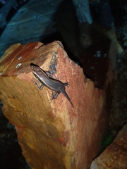 Trachylepis punctatissima