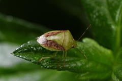 Plautia crossota