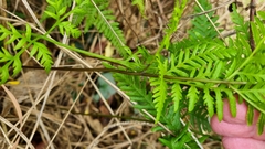 Pteris tremula