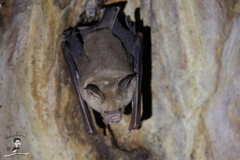 Hipposideros larvatus