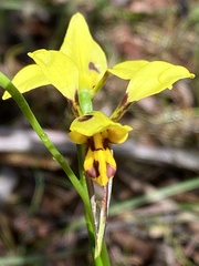 Diuris sulphurea