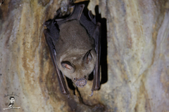 Hipposideros larvatus