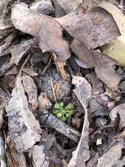 Drosera modesta