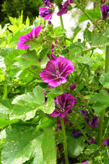Malva sylvestris mauritiana