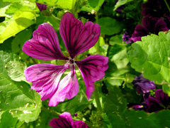 Malva sylvestris mauritiana